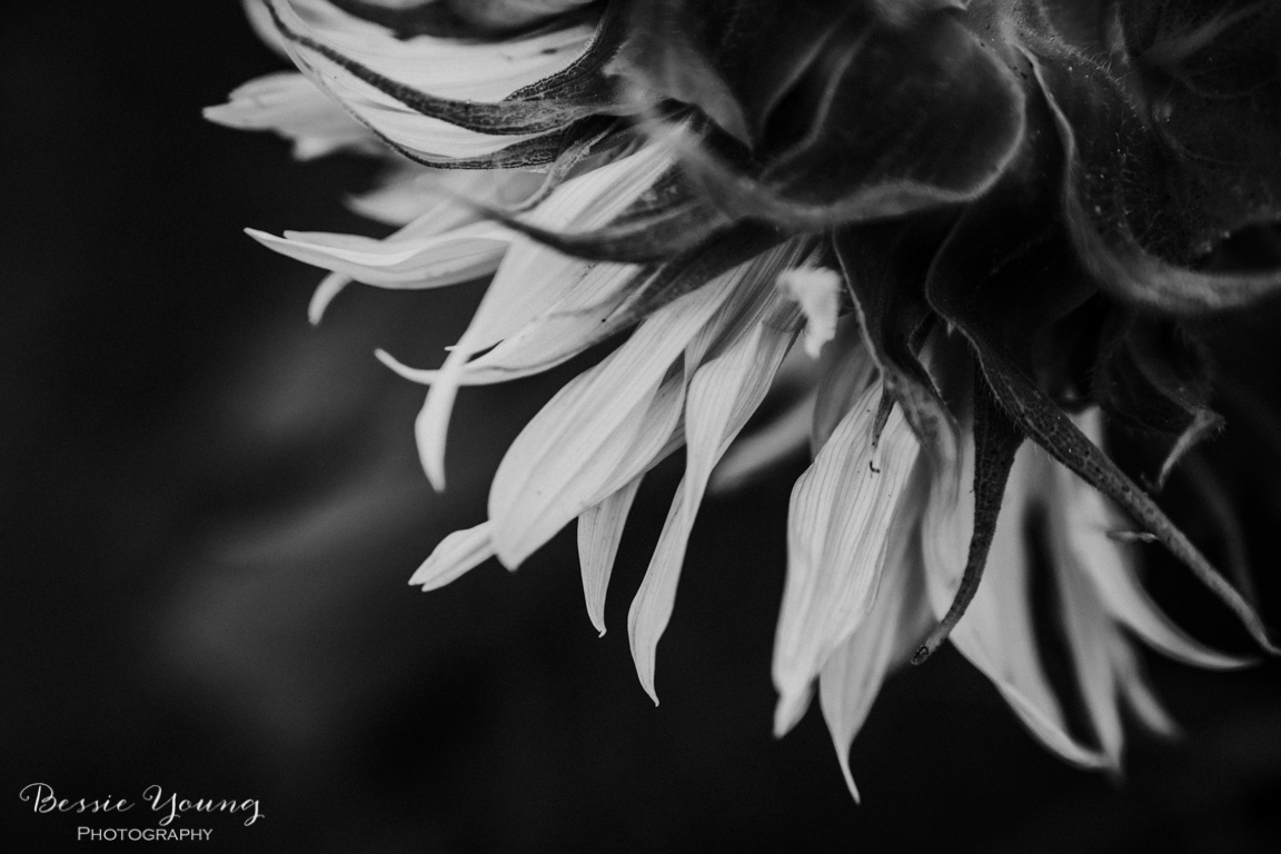 Landscape Photography Tips and Tricks - Sunflower Fields in Sacramento by Bessie Young Photography - Sunflower Photograph