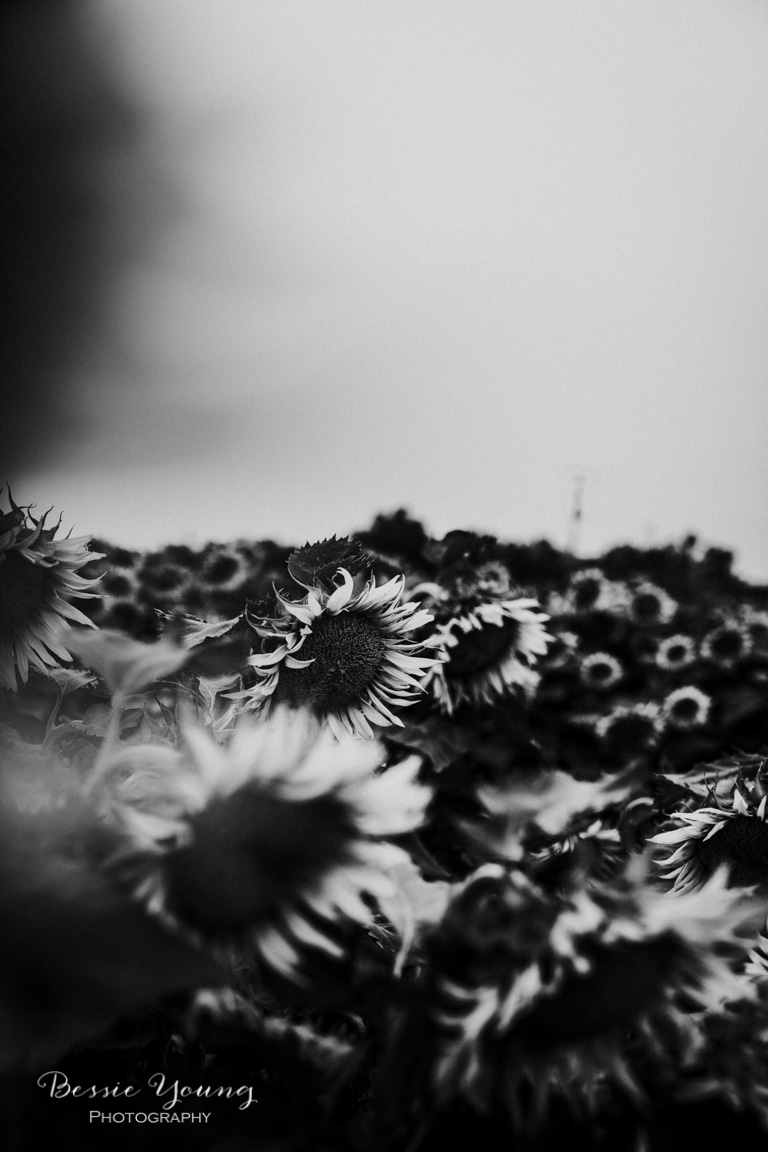 Landscape Photography Tips and Tricks - Sunflower Fields in Sacramento by Bessie Young Photography - Sunflower Photograph