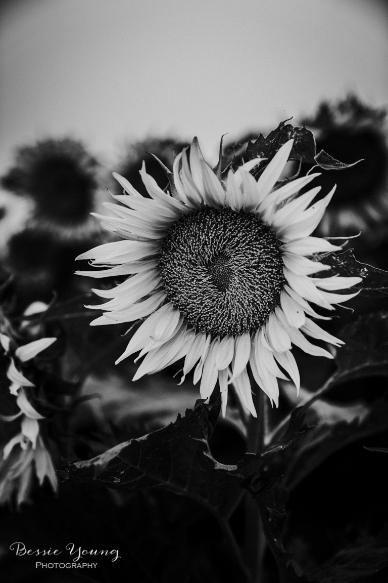 Sunflower Photograph Black and White Fine Art Series — Bessie Young ...
