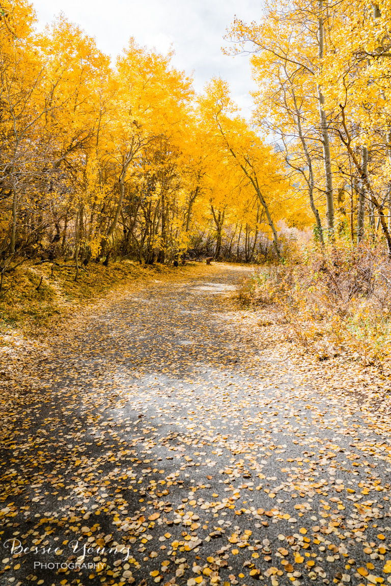 Aspen covered roads by Bessie Young Photography.jpg