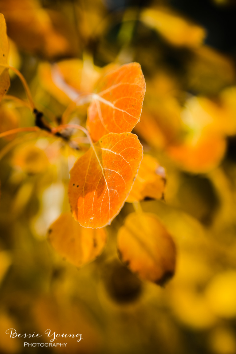 Aspen Leaves by Bessie Young Photography.jpg