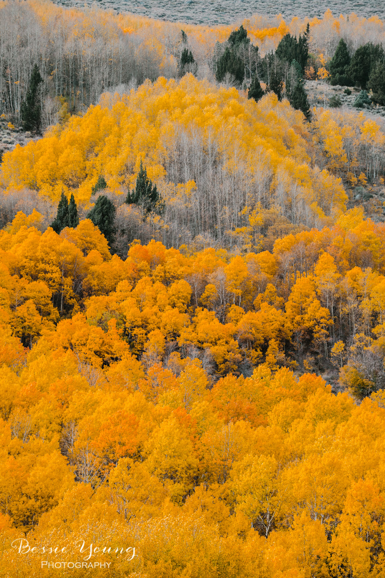 Fall Landscape Photography June Lake California by Bessie Young 8.jpg