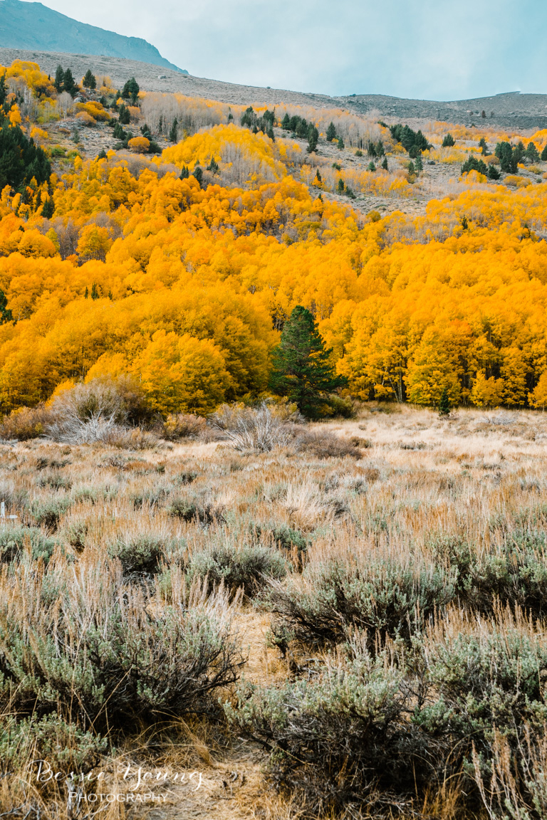 Fall Landscape Photography June Lake California by Bessie Young 6.jpg