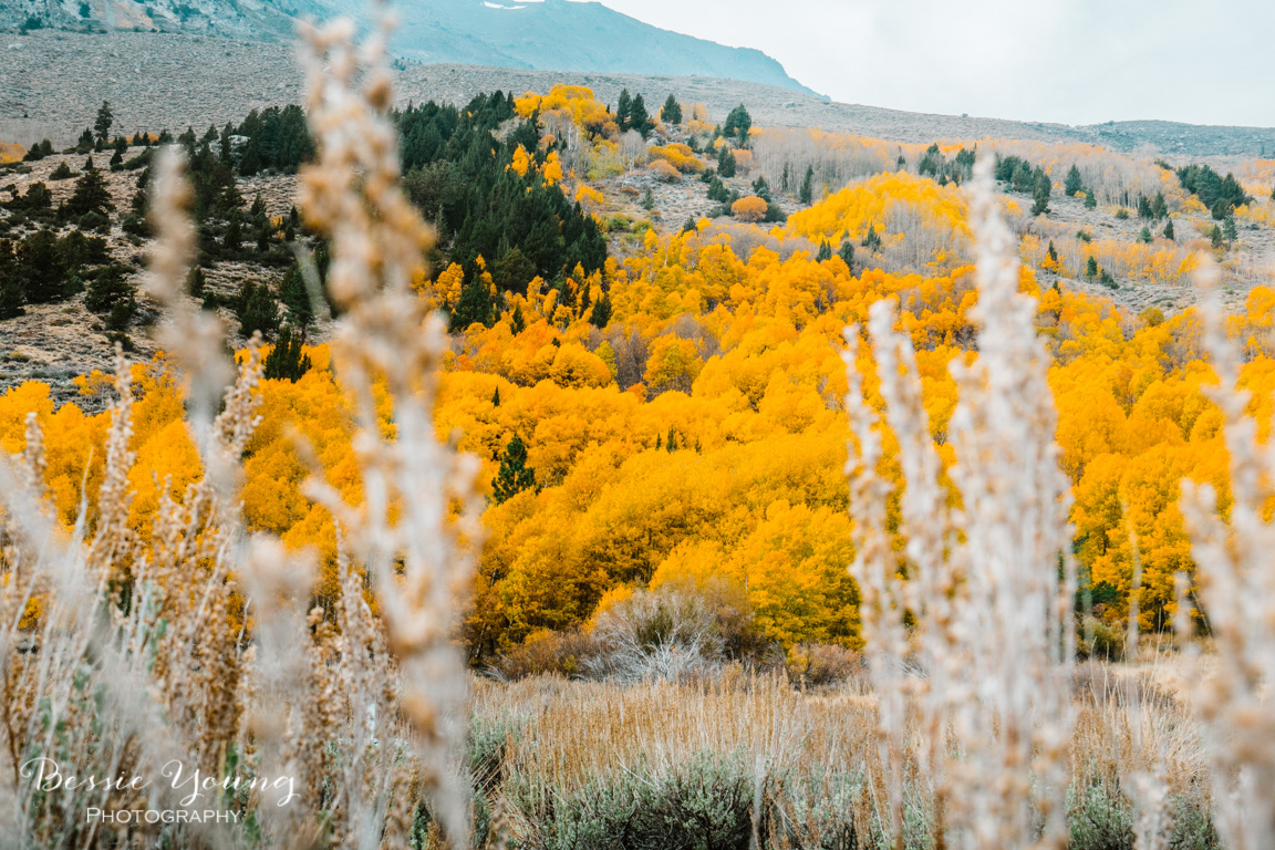 Fall Landscape Photography June Lake California by Bessie Young 4.jpg