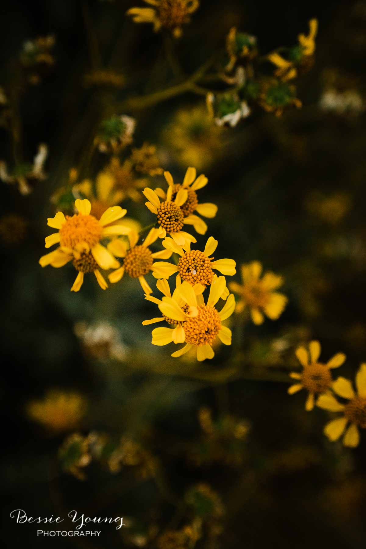 How To Take Flower Photos Joshua Tree National Park Wildflowers by Bessie Young Photography