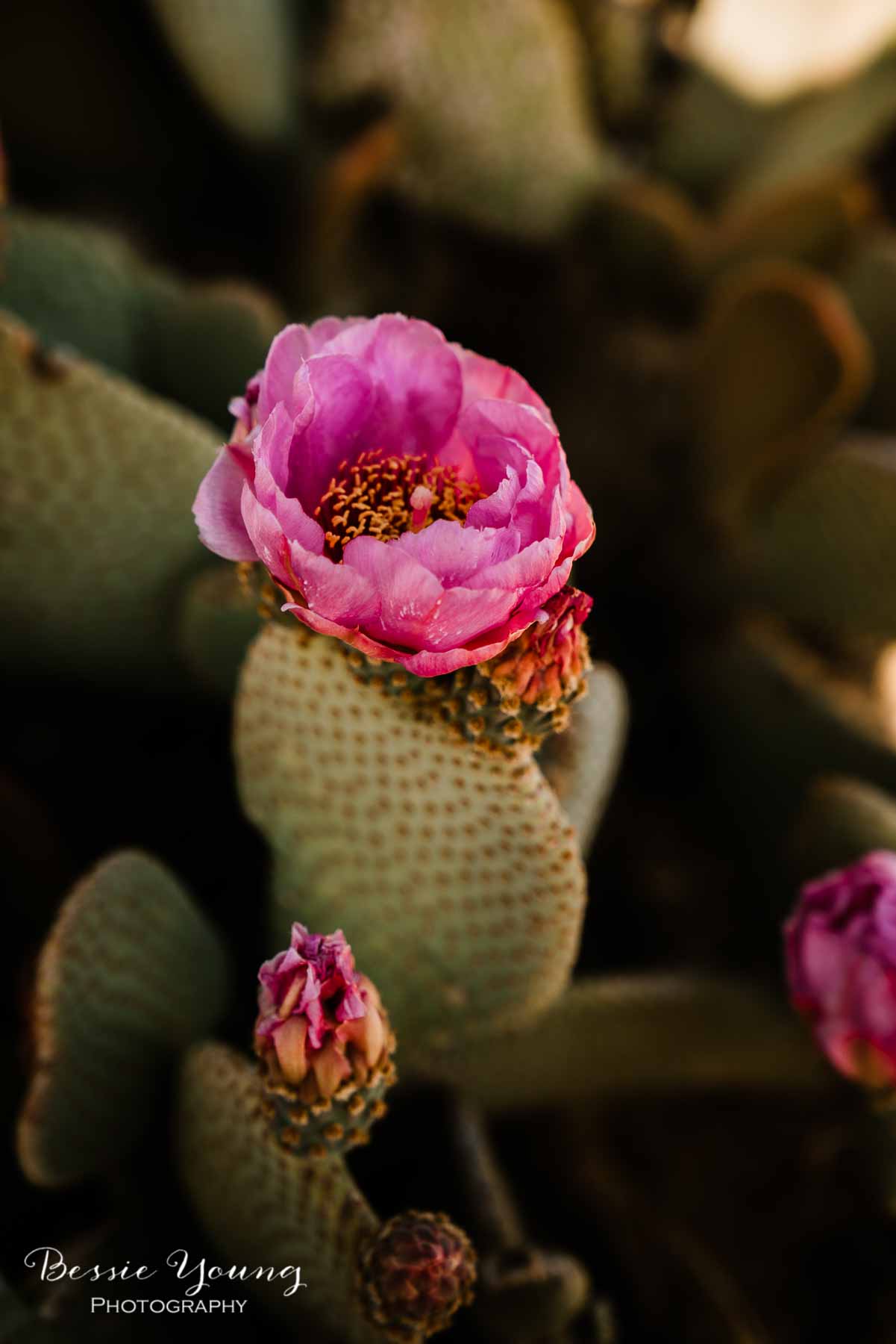 How To Take Flower Photos Joshua Tree National Park Wildflowers by Bessie Young Photography