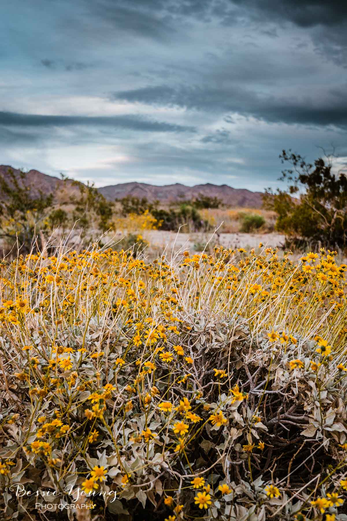 How To Take Flower Photos Joshua Tree National Park Wildflowers by Bessie Young Photography