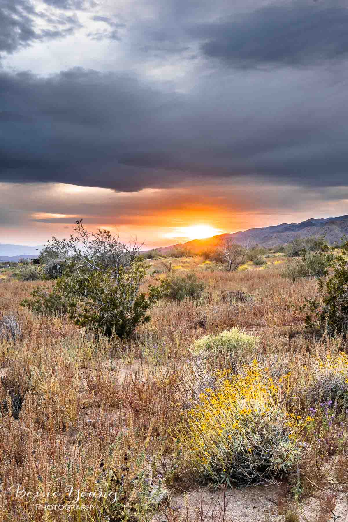 How To Take Flower Photos Joshua Tree National Park Wildflowers by Bessie Young Photography