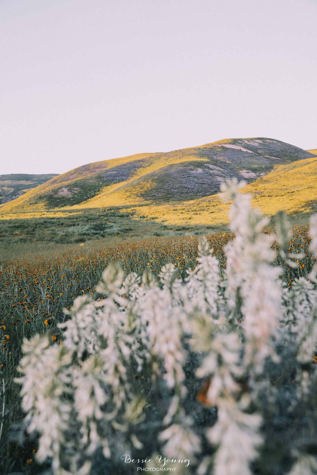 Landscape Photography Fine Art - Photo Contest Winner - Carrizo Plains National Monument Superbloom 2019 by Bessie Young Photography