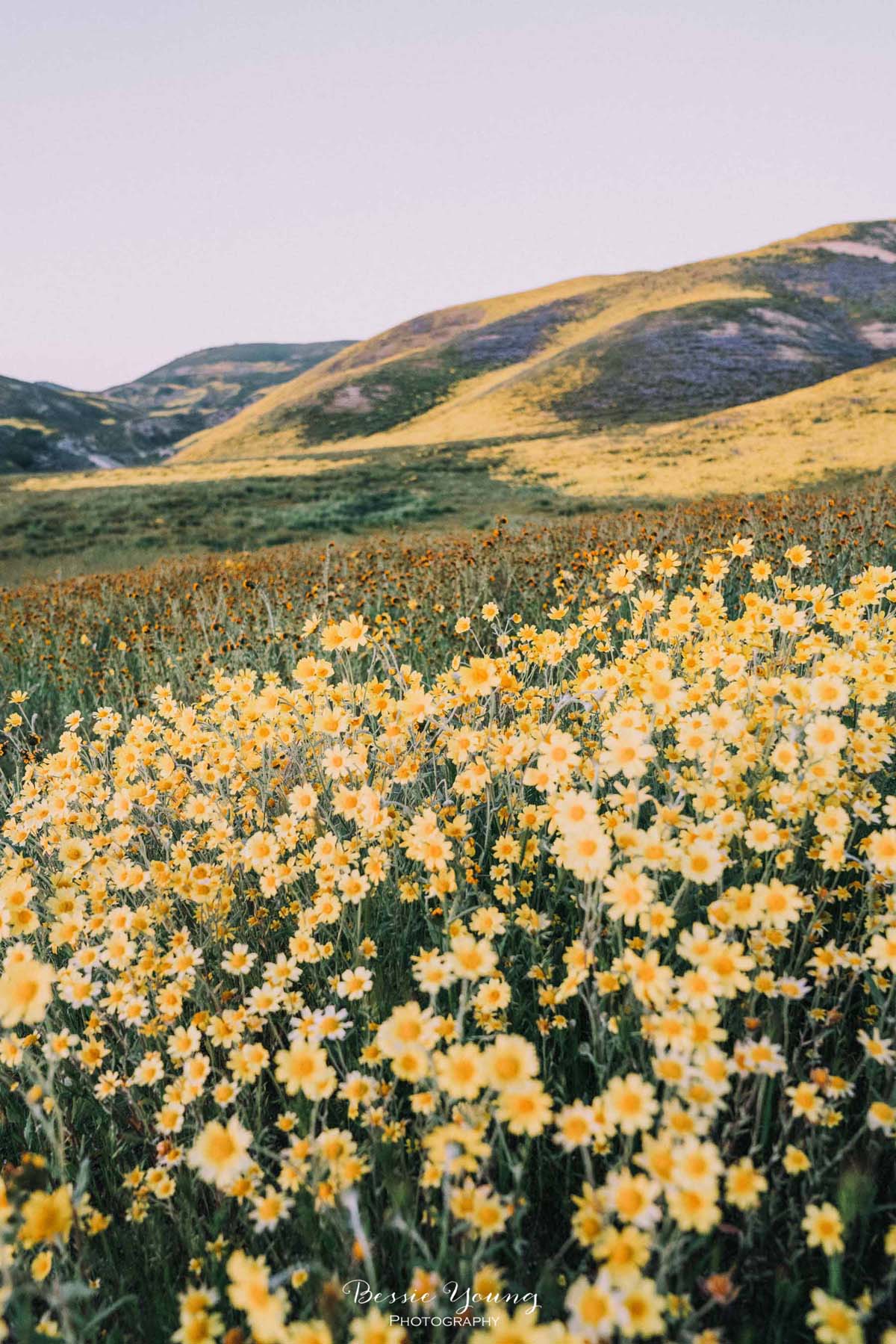 Landscape Photography Fine Art - Photo Contest Winner - Carrizo Plains National Monument Superbloom 2019 by Bessie Young Photography