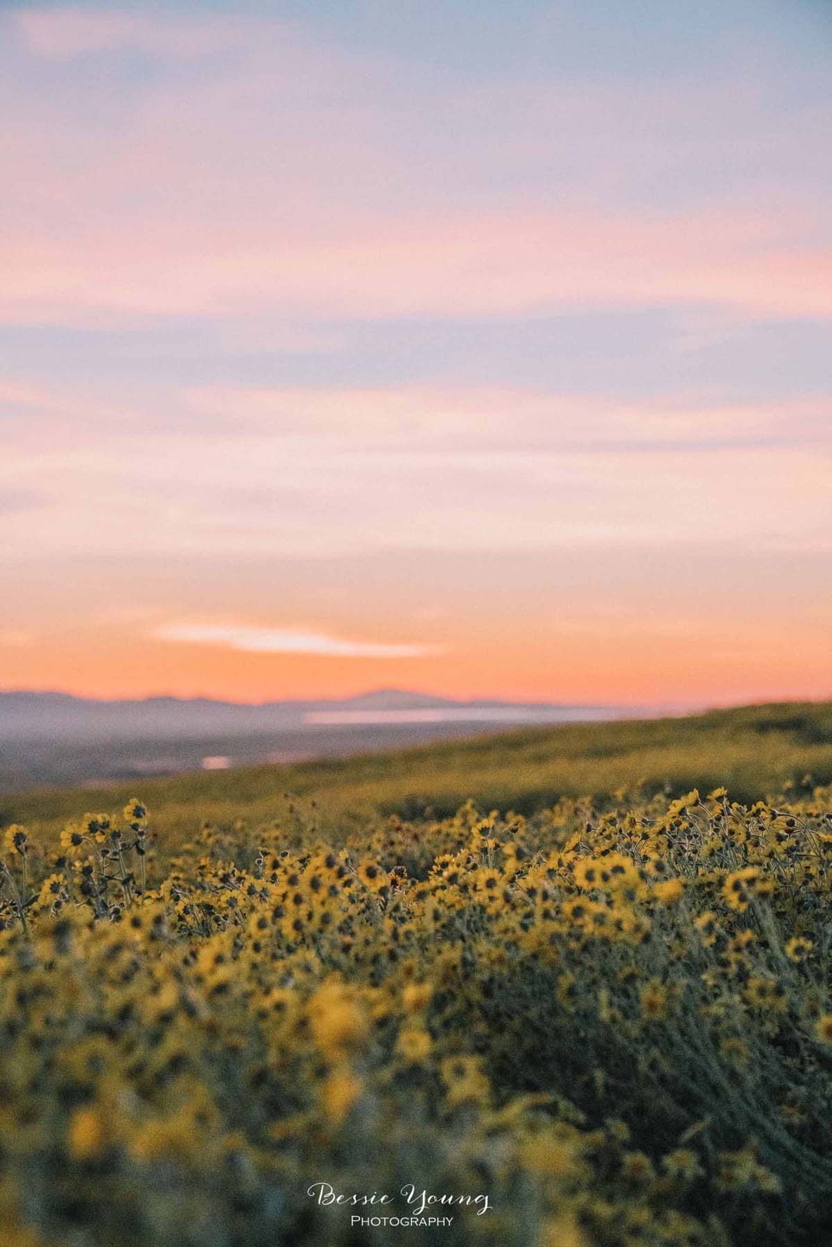 Landscape Photography Fine Art - Photo Contest Winner - Carrizo Plains National Monument Superbloom 2019 by Bessie Young Photography