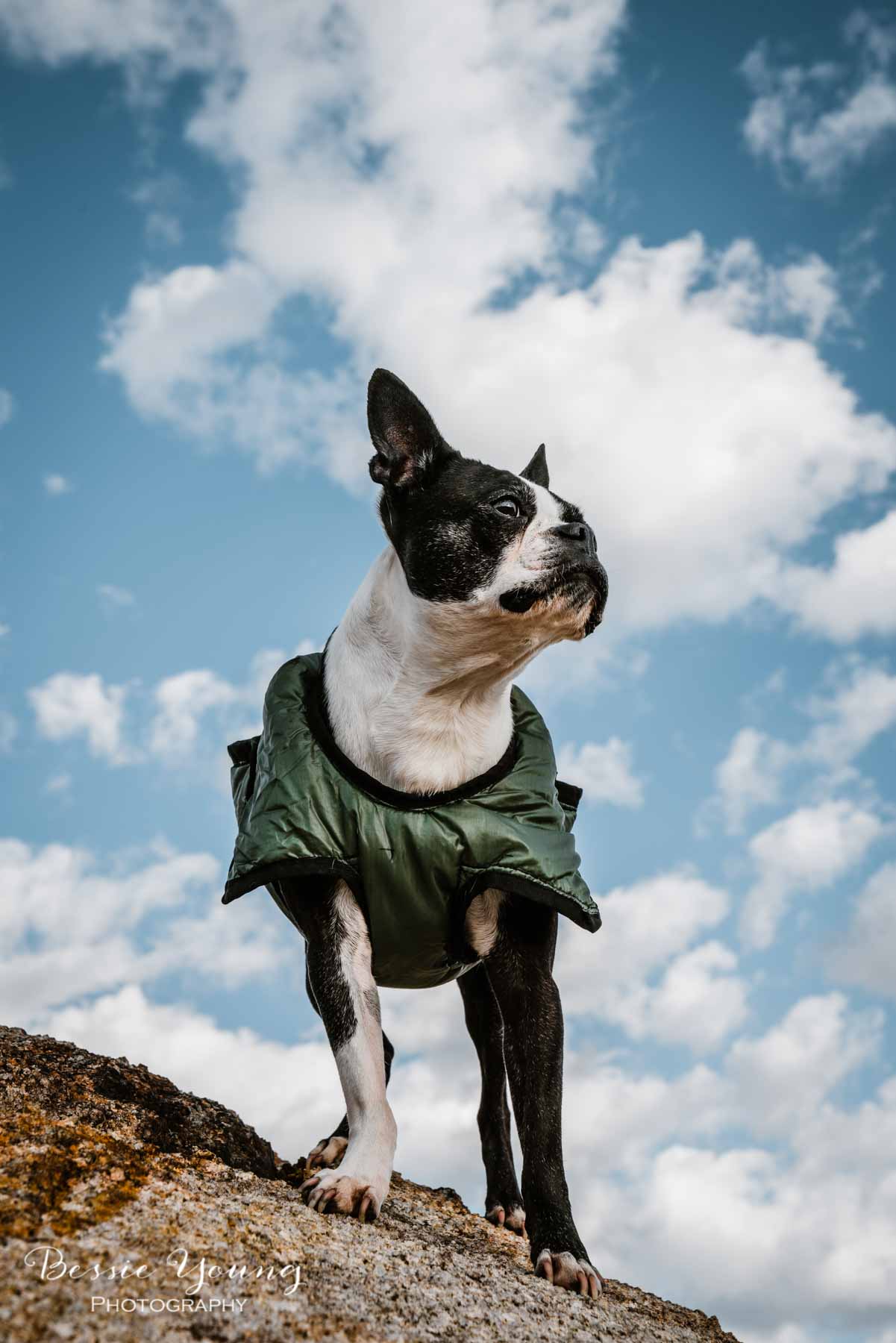 Yota the Boston Terrier - Dogs that Hike - Adventure dogs by Bessie Young