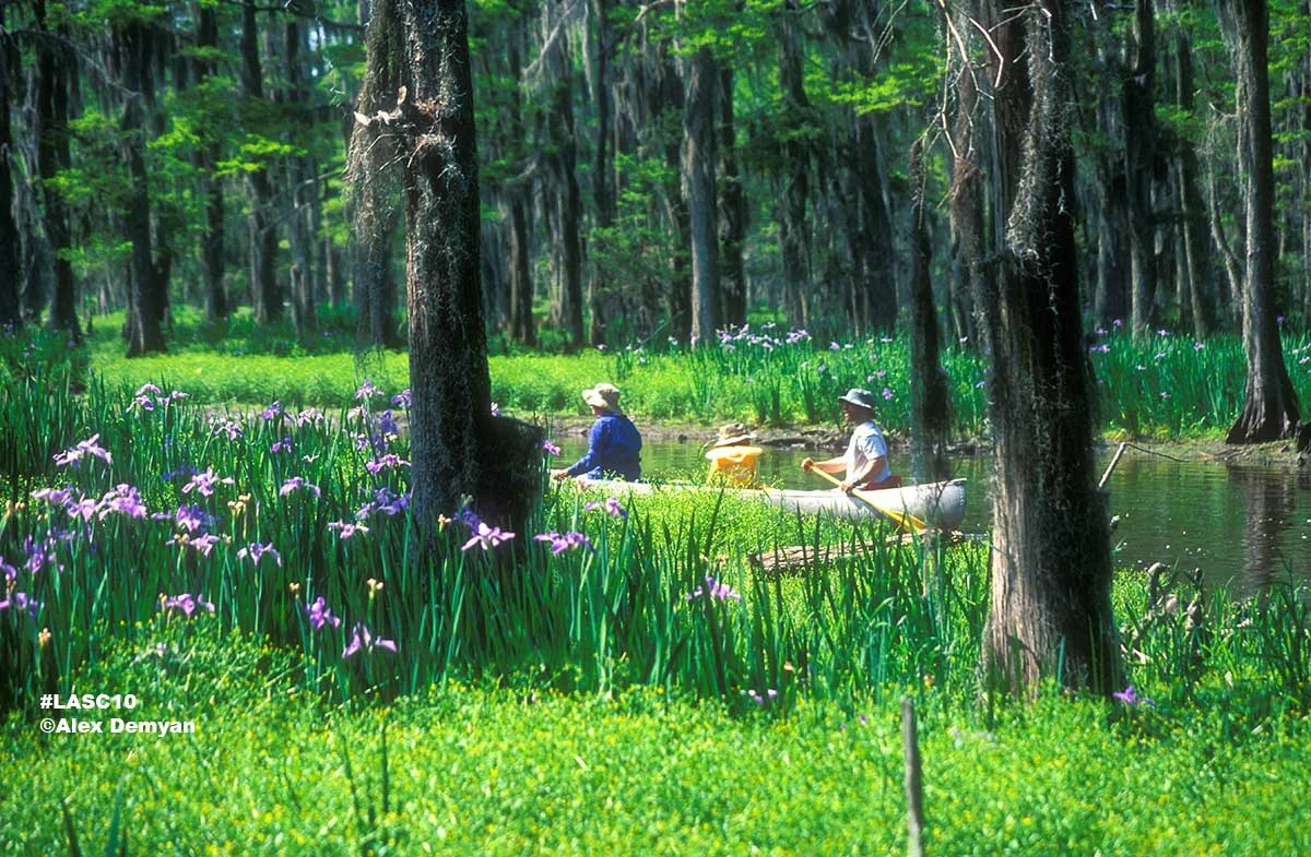 Louisiana Bayou LaBranche