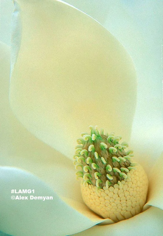 Louisiana Magnolia