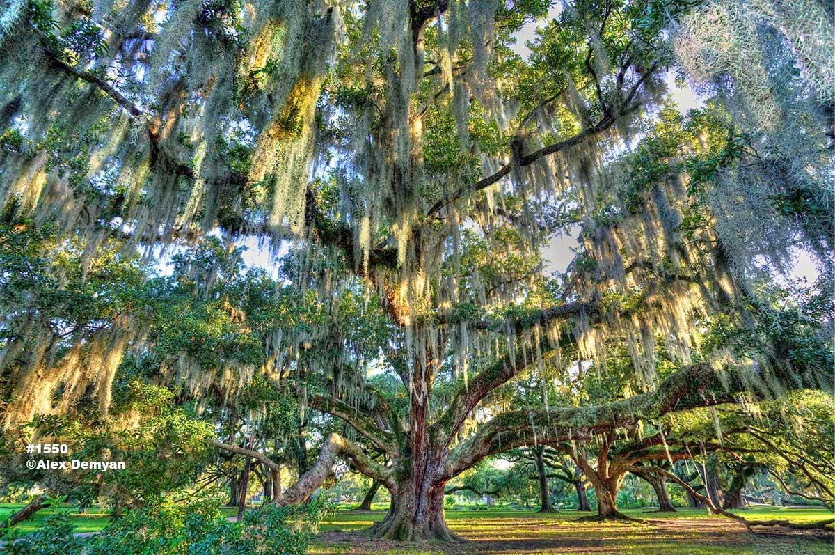 Louisiana Oak Trees