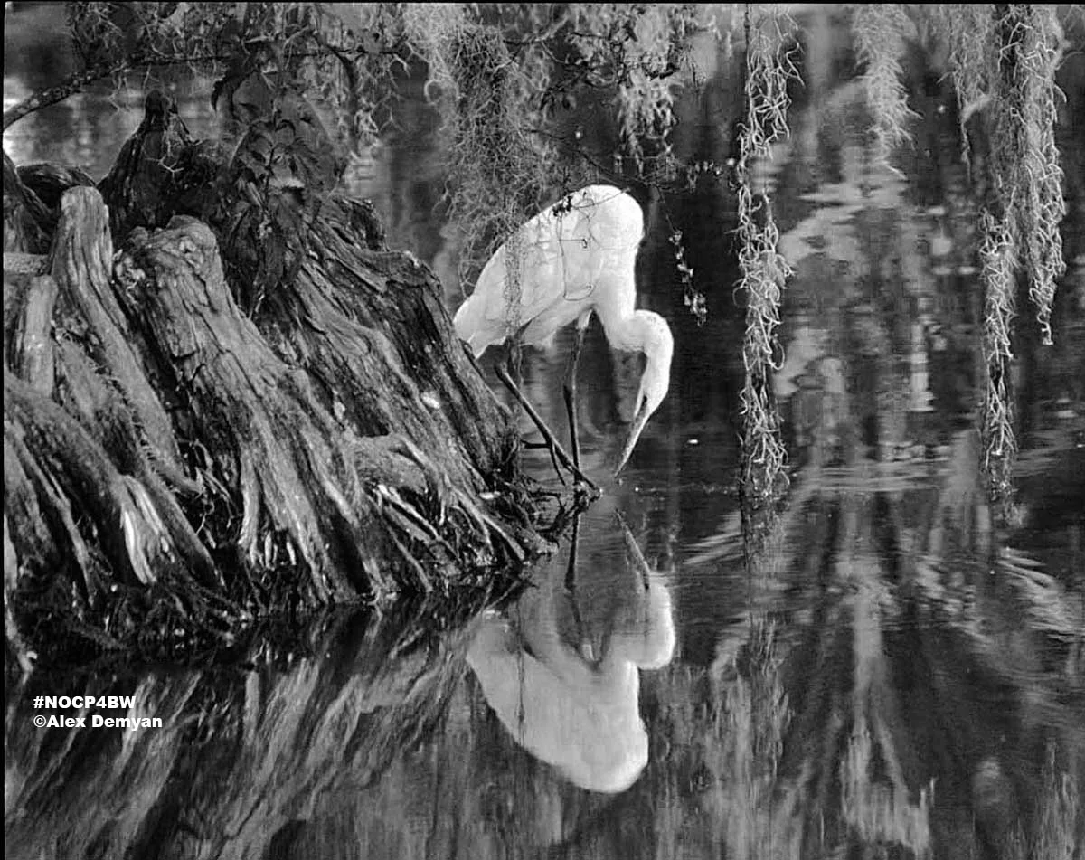 louisiana-scenics.jpg