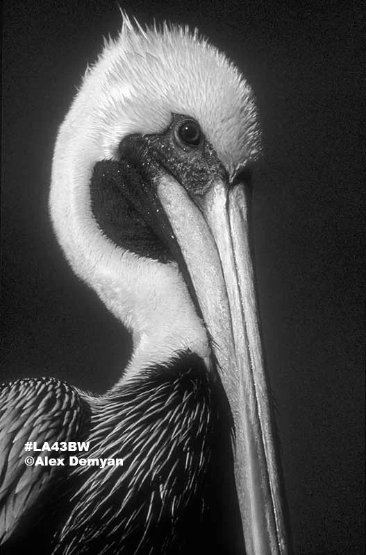 brown_pelican.jpg