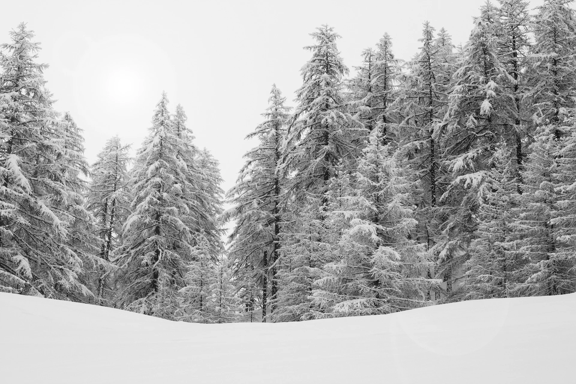 forest-588717_1920.jpg