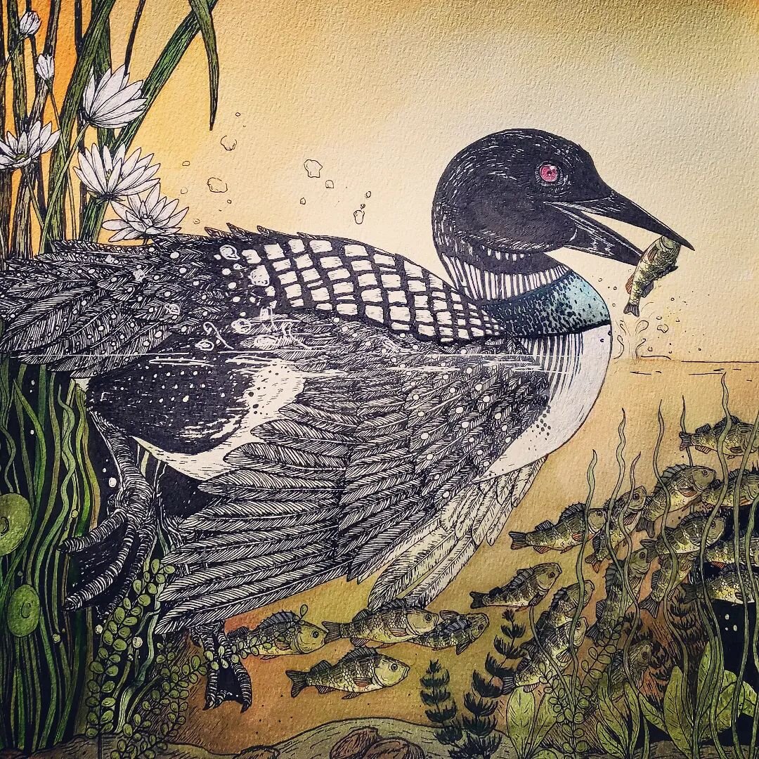 Finally finished this loon! I had an absolute blast and can't wait to make more! 
.
.
.
.
.
.
.
.
.
#art #instaart #illustration #drawing #originalart #traditionalart #guache #penandink #ink #bird #birds #loon #seabird #waterfowl #fish #pond #nature 
