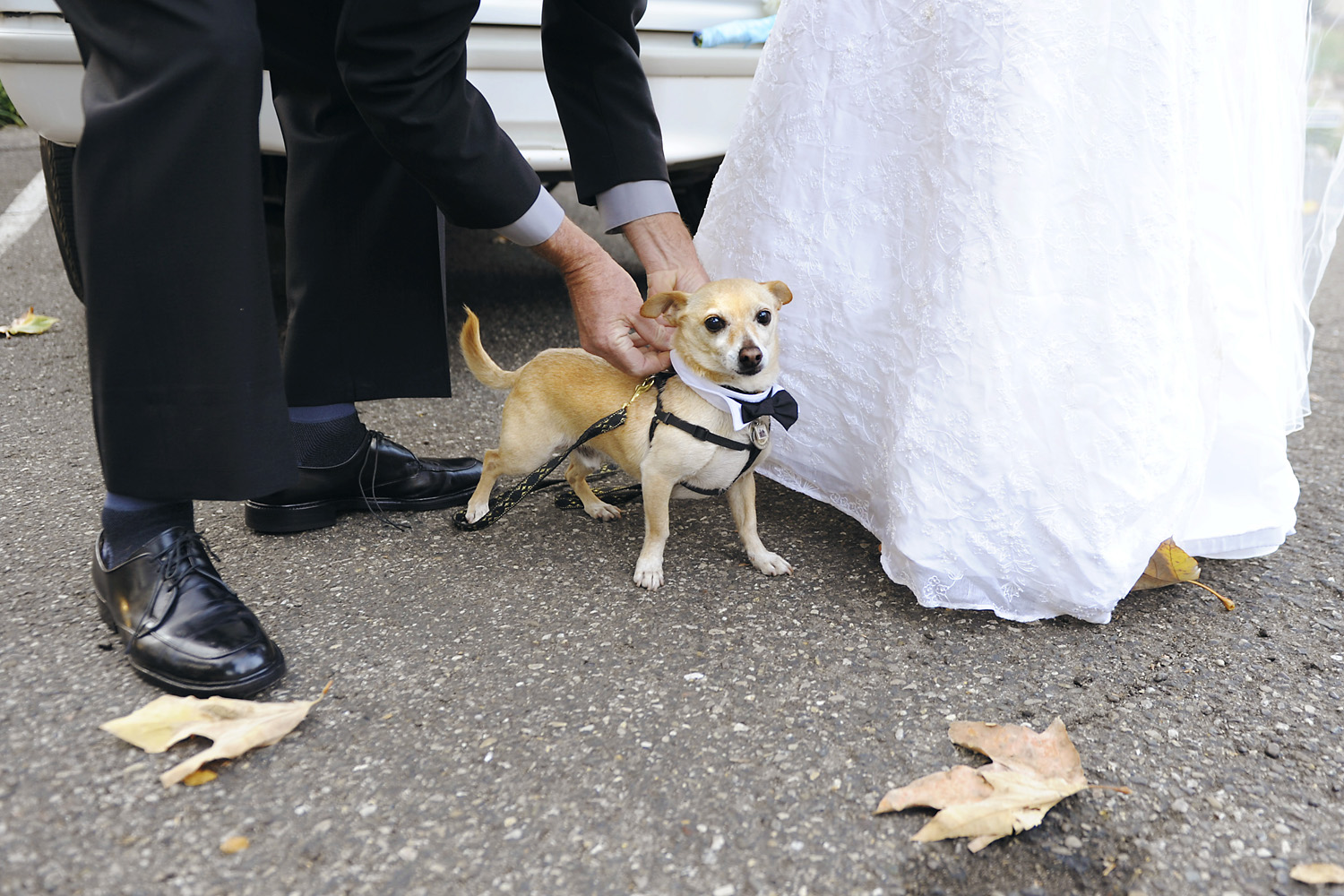 Nolan and Joan Mayer prepare their dog Poncho for the couple's 10th anniversary wedding vow renewals at the Women's Club in Santa Barbara, Calif. on Thursday, Dec. 15, 2011. 