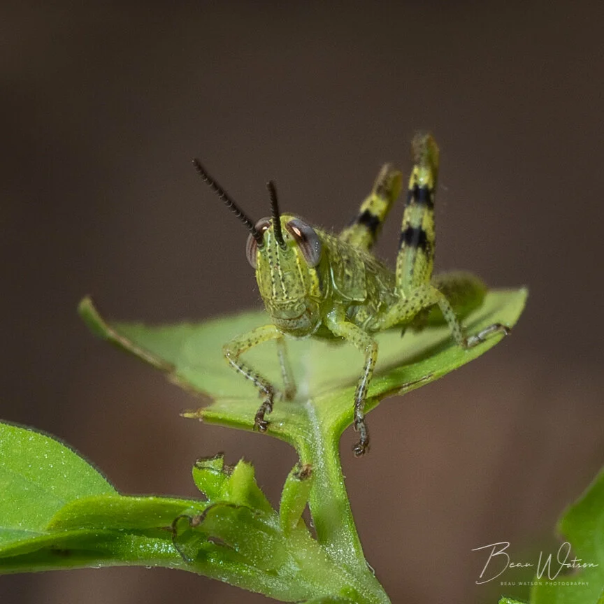 grasshopperfinal (1 of 1).JPG