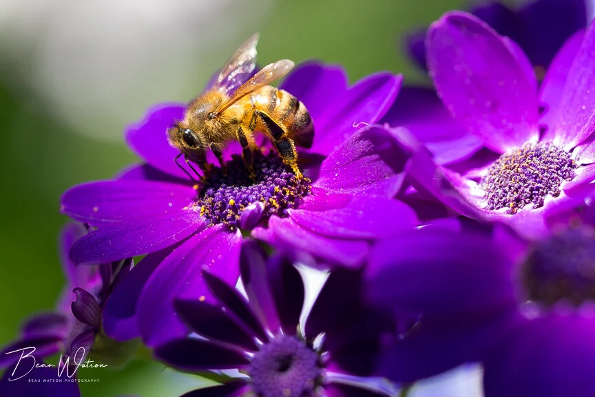 beepurple3 (1 of 1).JPG
