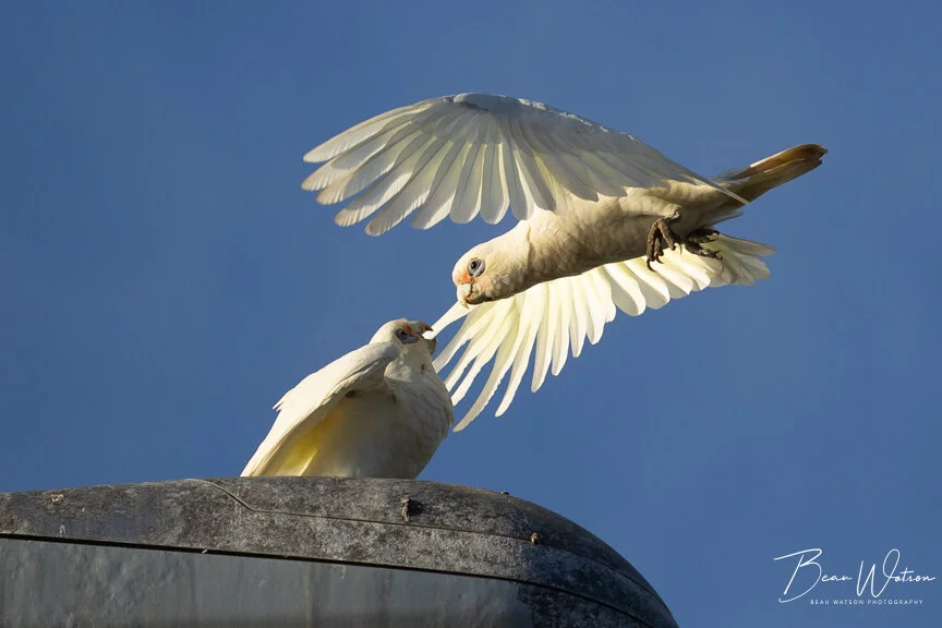 whitecockatoo1 (1 of 1).JPG