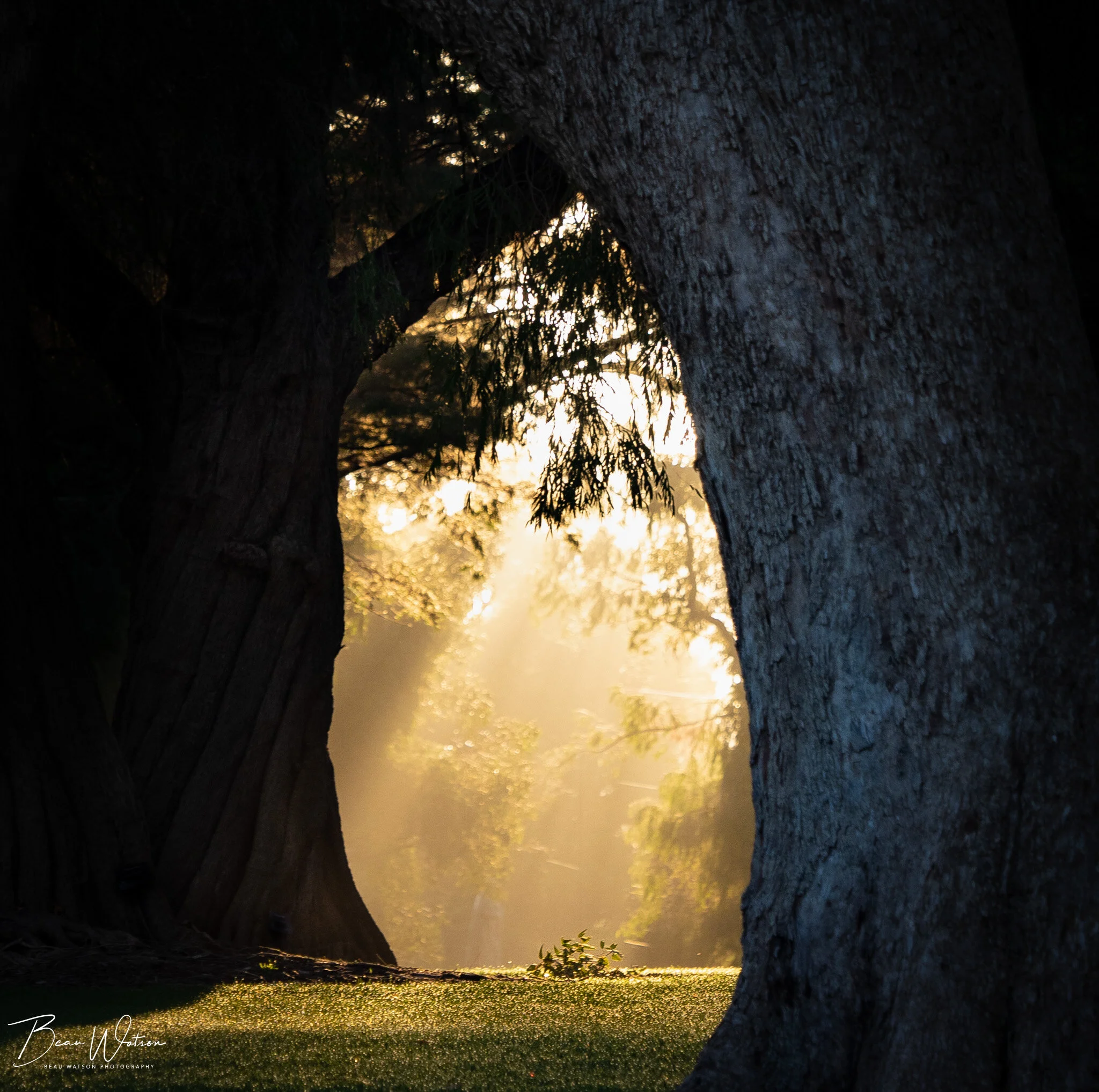 sunlitpath8 (1 of 1).JPG