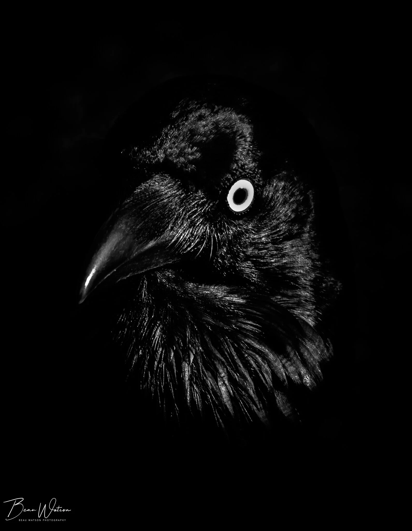 crow1 (1 of 1).JPG