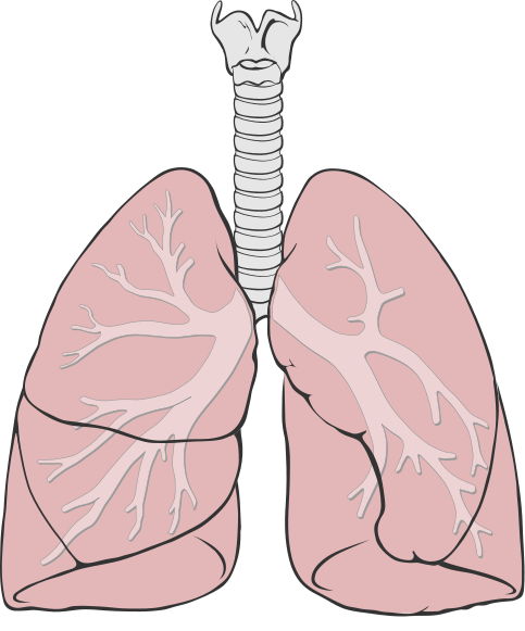 483px-Lungs_diagram_simple.svg.png