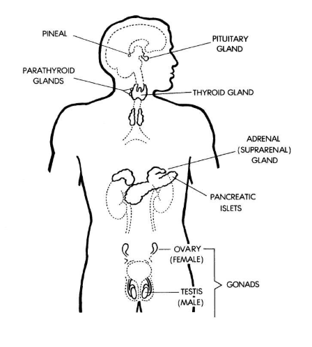 HumanEndocrineCCRN.png