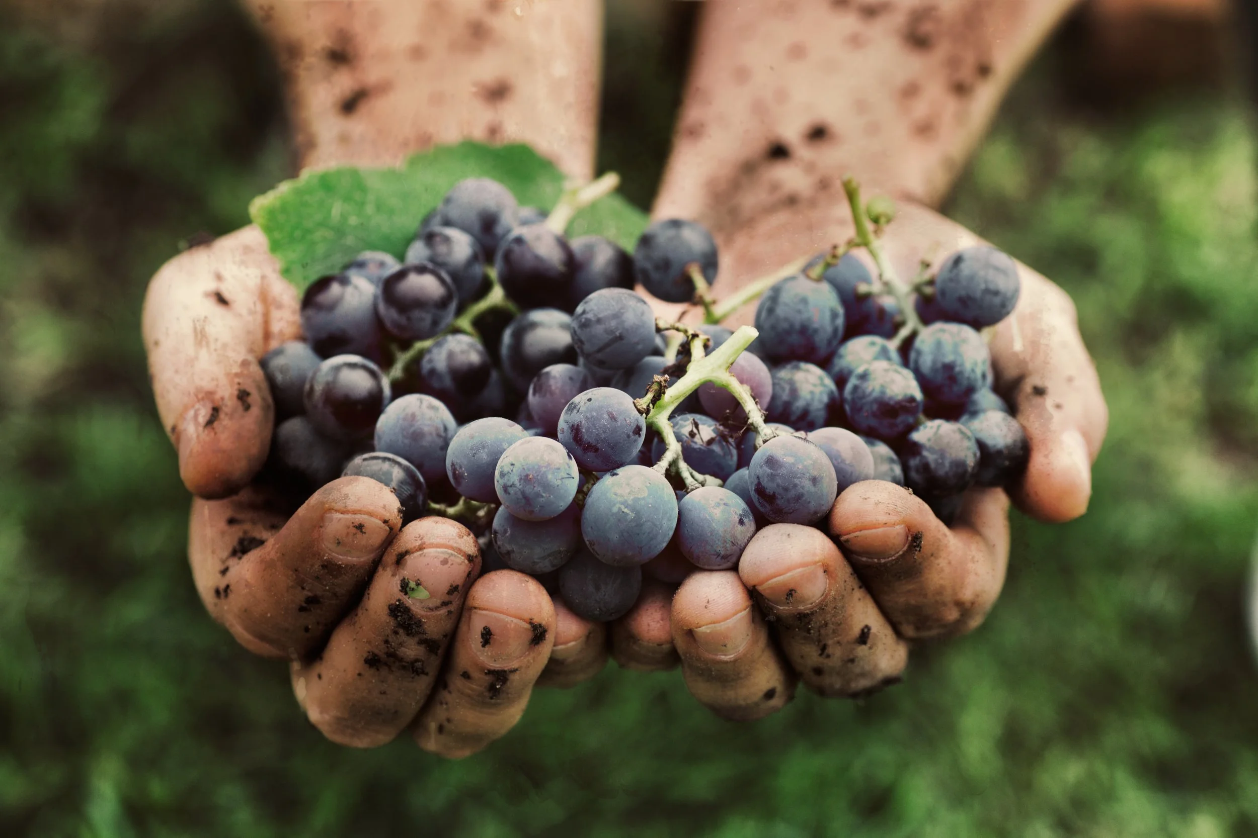 How the Farm-to-Table Movement Is Influencing the Way People Think About Wine