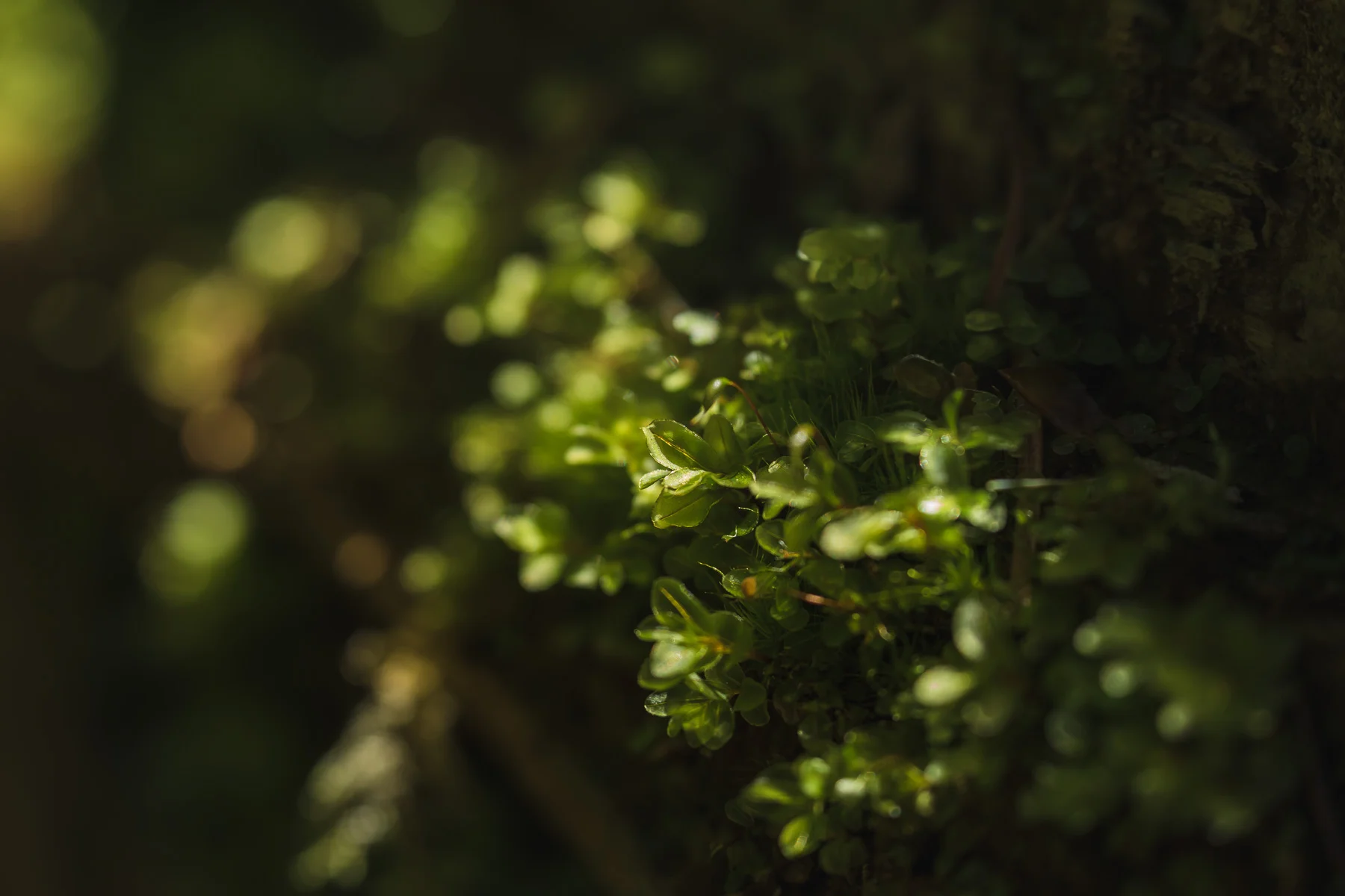 20180512-2E2A3771.jpg