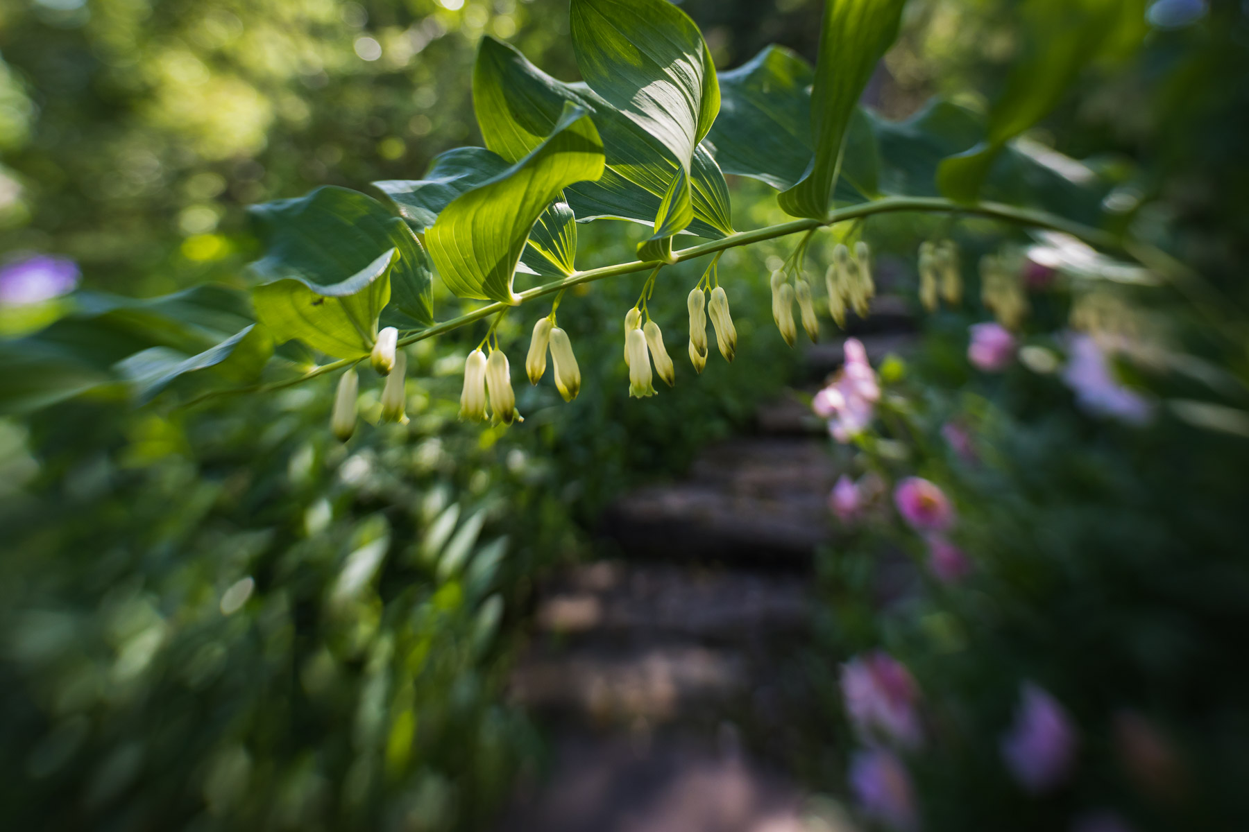 Stone pathways guide you through the gardens