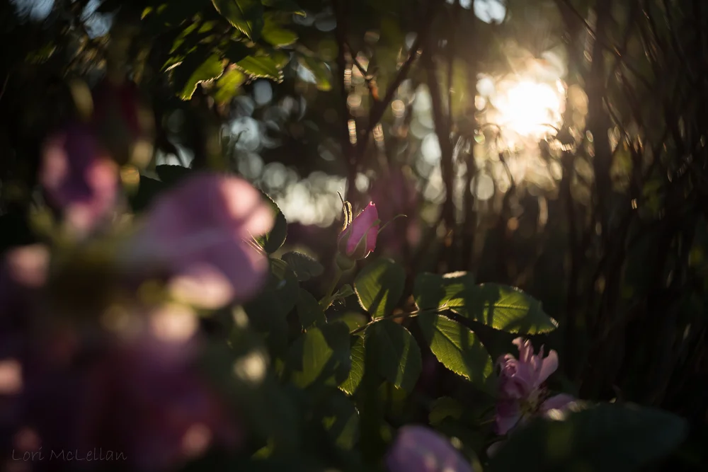 Amazing bokeh and rich colour!