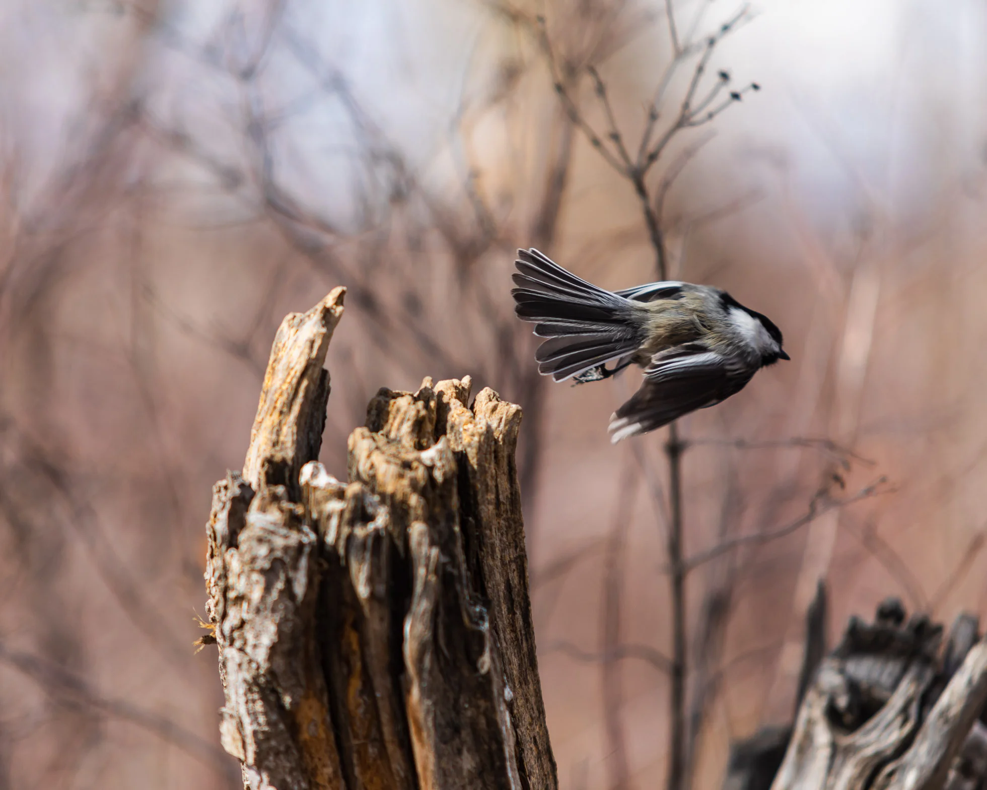 Black Capped Chickadee flying away!