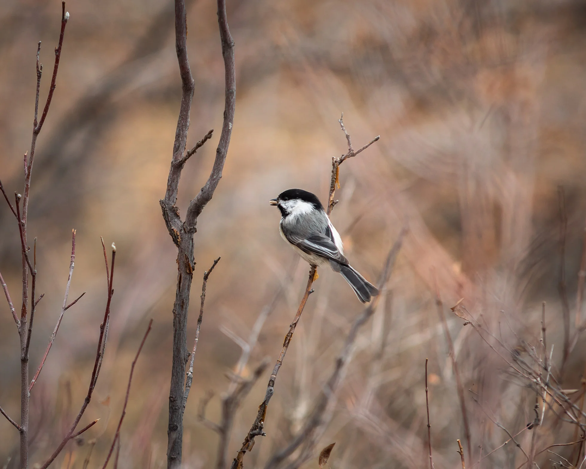 Gathering seed