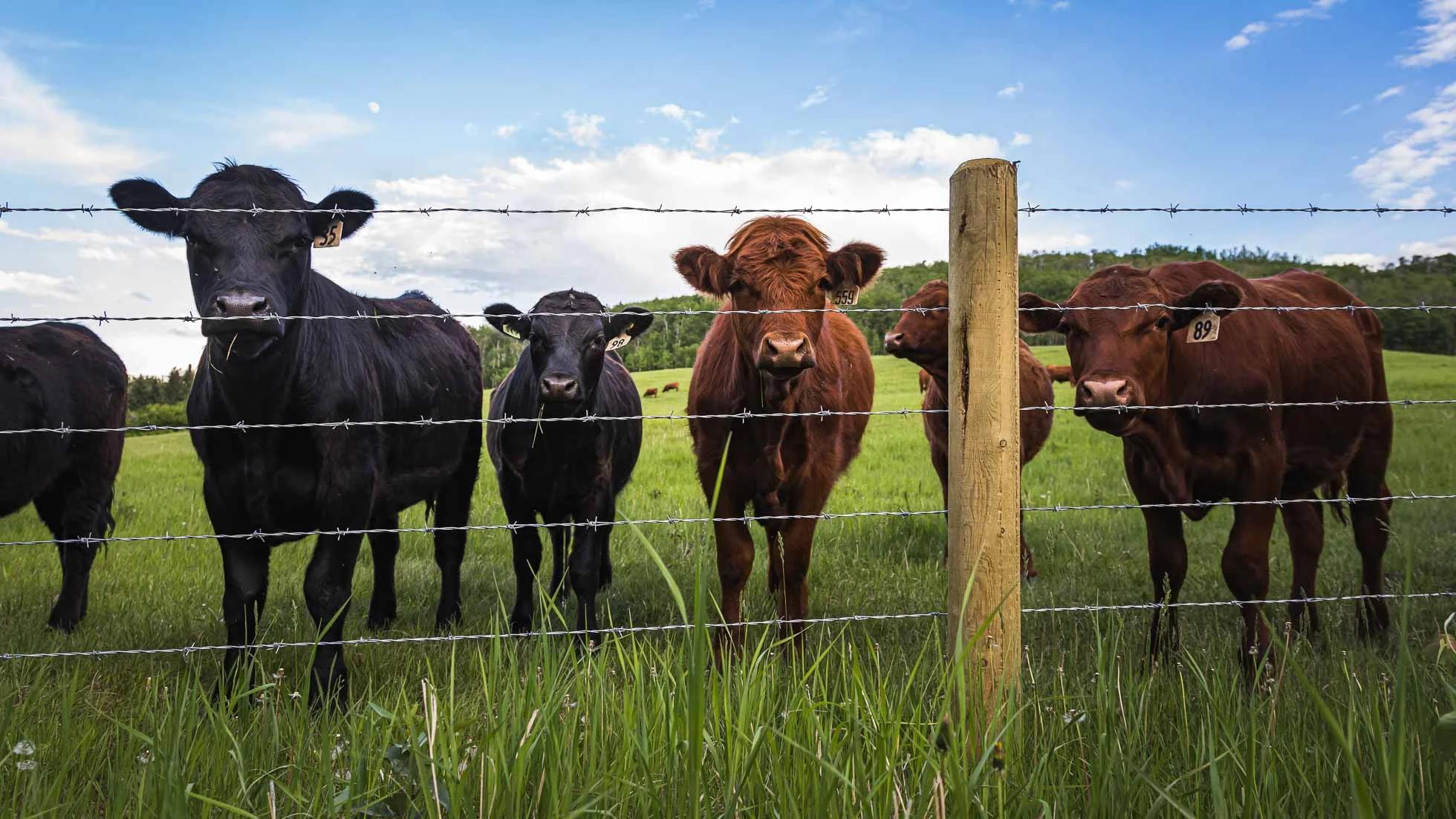 These friendly locals greeted us upon our arrival.