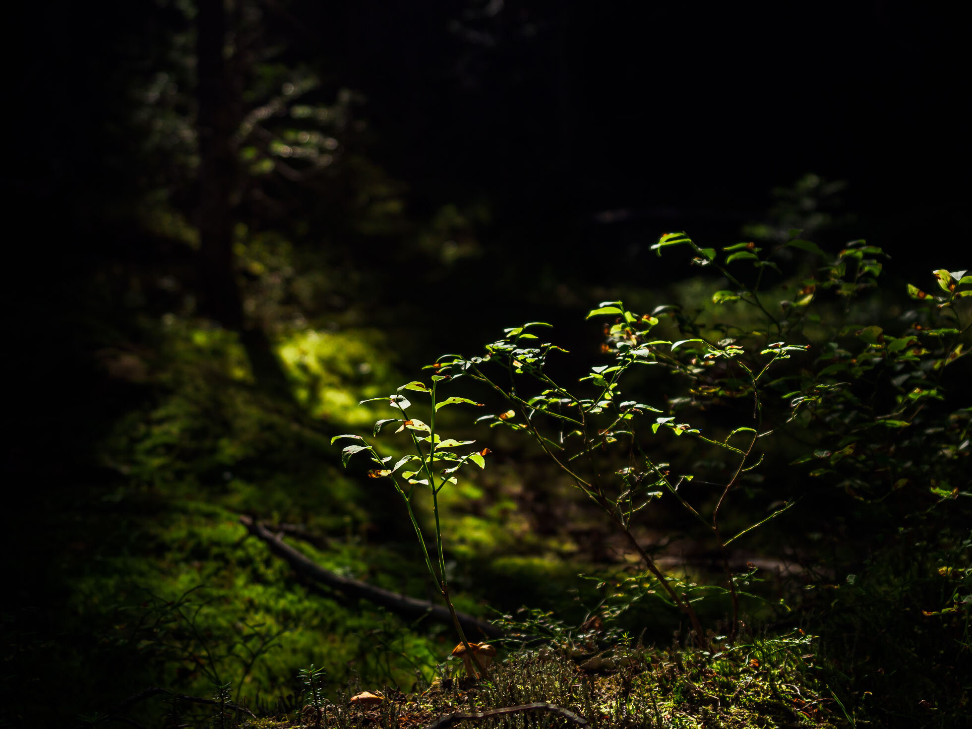 Amazing filtered light and foliage in the forest