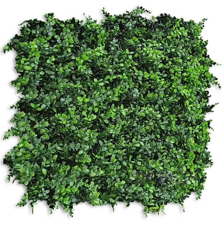 Boxwood.jpg