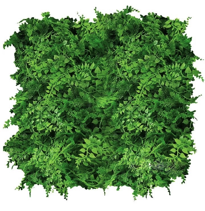 Ferns.jpg