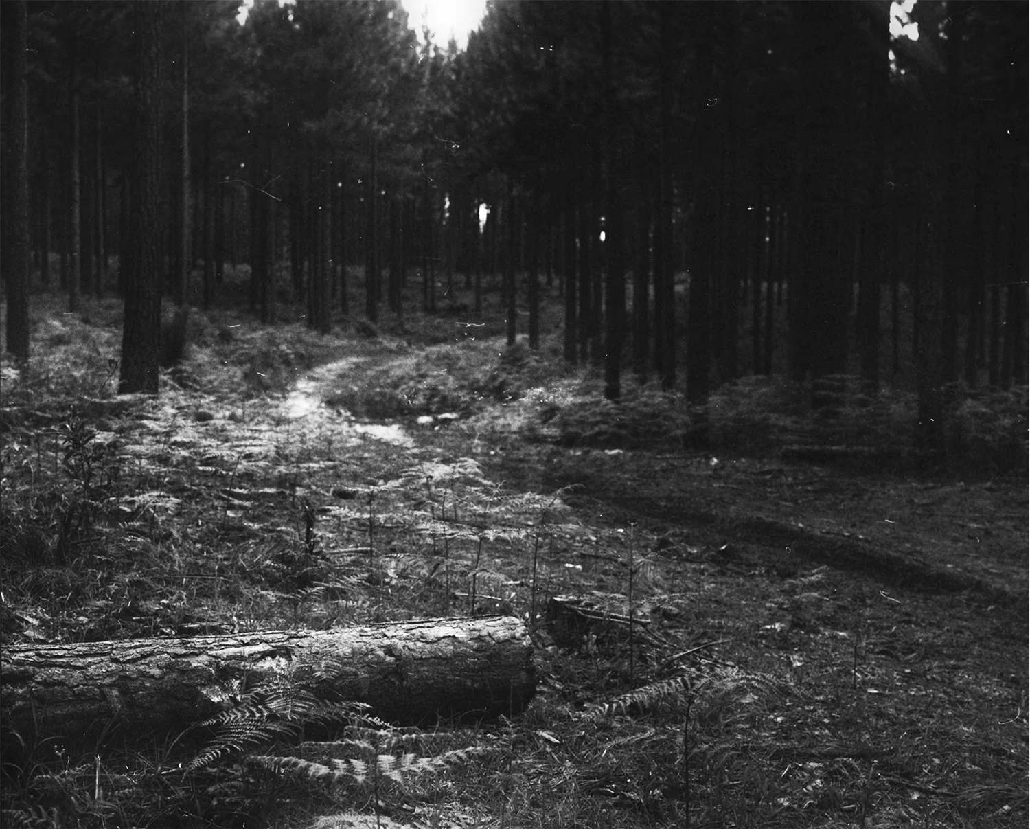 14_ExperimentsWithLight_HMP_ForestWalkWay_07.jpg