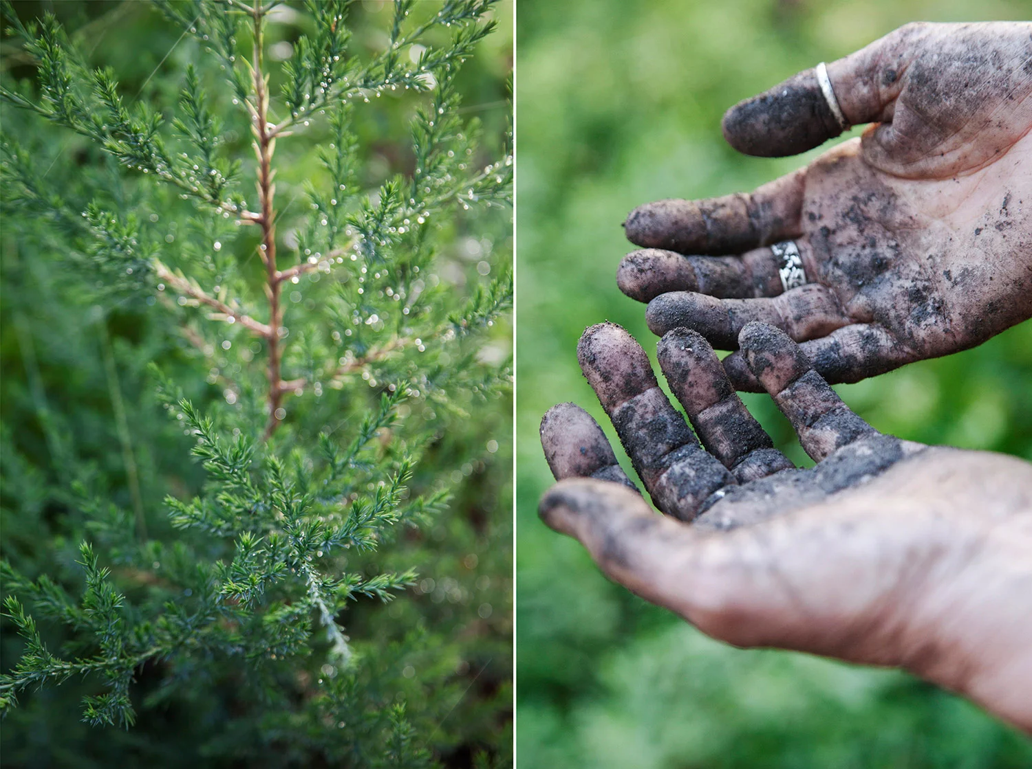 5_GreenFingers_HMP_5.jpg