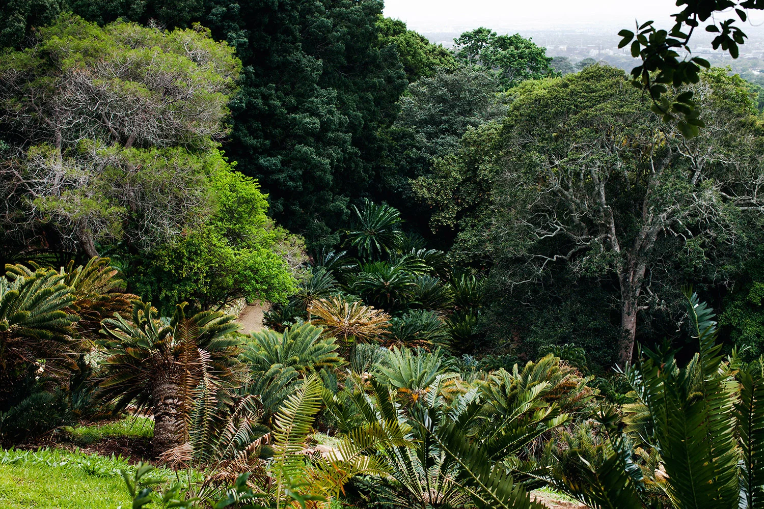 4_CycadForest_HMP_4.jpg