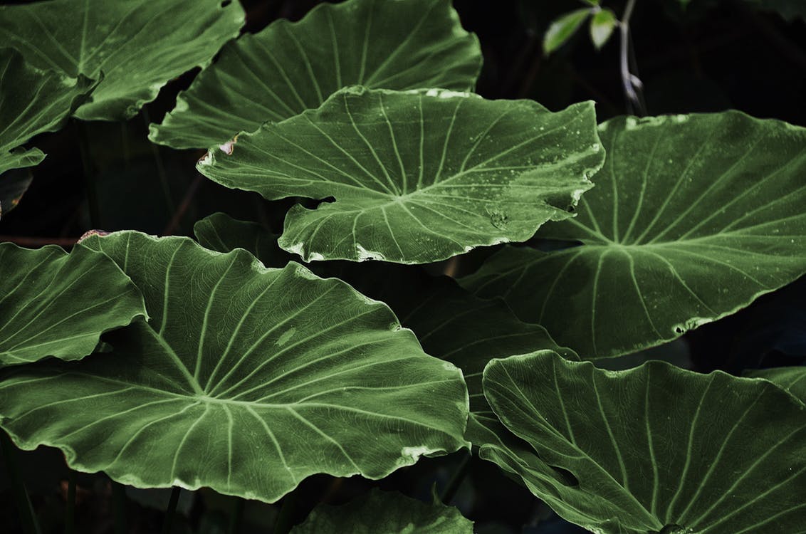 green leaves 5.jpeg