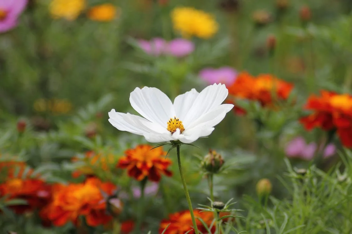 white-blossom-sea-of-flowers-federal-government-flowers-65965.jpeg