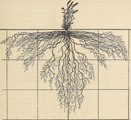 Image from page 118 of “The ecological relations of roots” (1919) by Internet Archive Book Images (public domain)