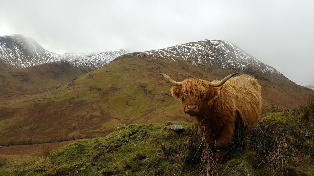 Finding Scotland's Grazing Highland Coos