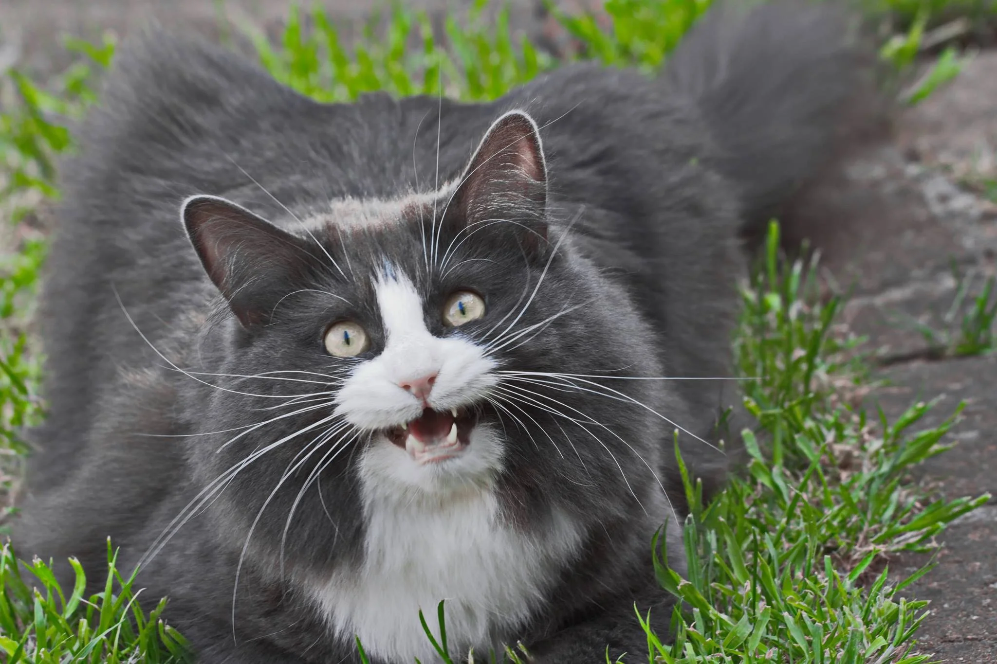 Stay away from the vending machine! And from me while I'm writing this!! Photo of the one and only Sir Puffington: Bianca Sala