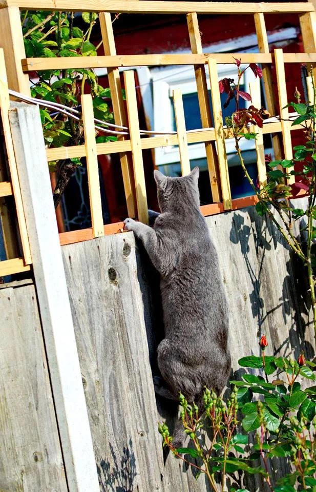 Jessie, checking if the neighbours have any pets she could hang out with. Photo by Bianca's dad. 